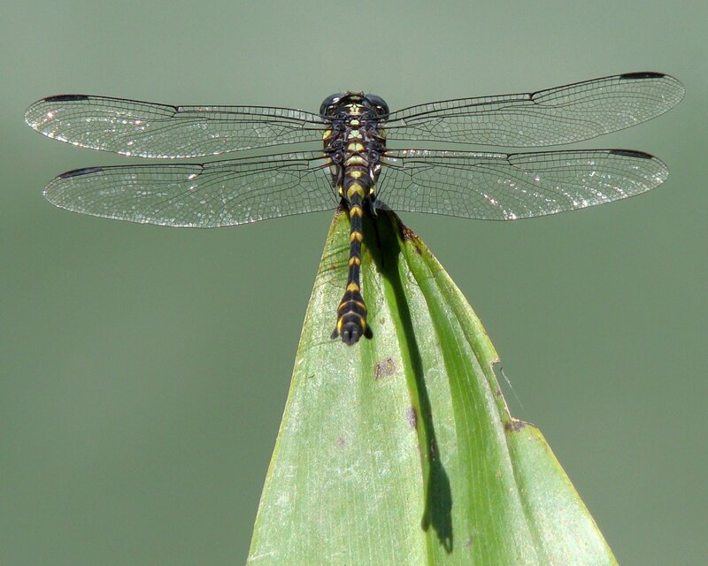 Dragonfly on Green Leaf — Calm, Afternoon, Photograph, Wing