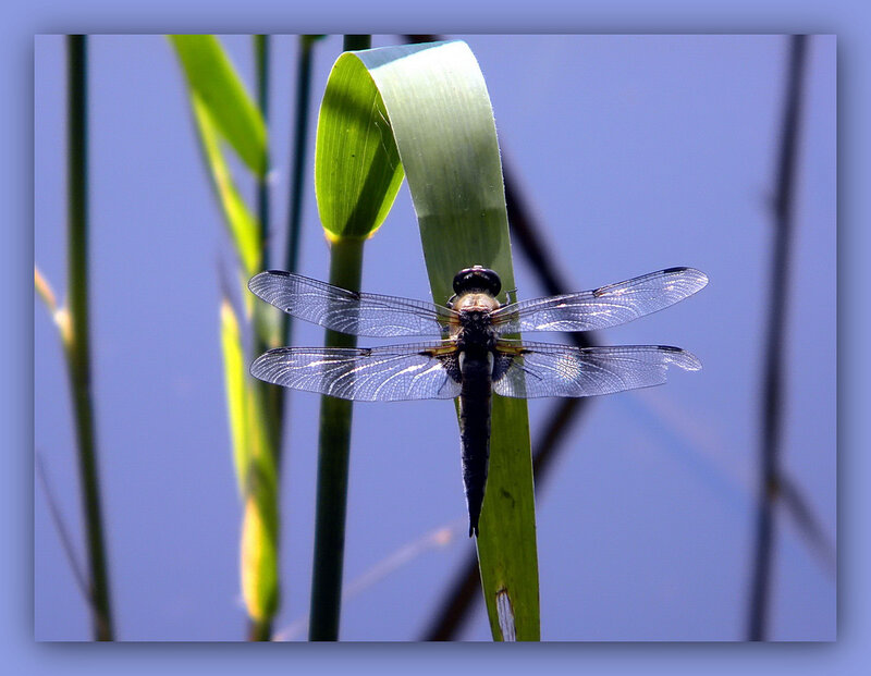 Dragonfly on Green Leaf — Calm, Afternoon