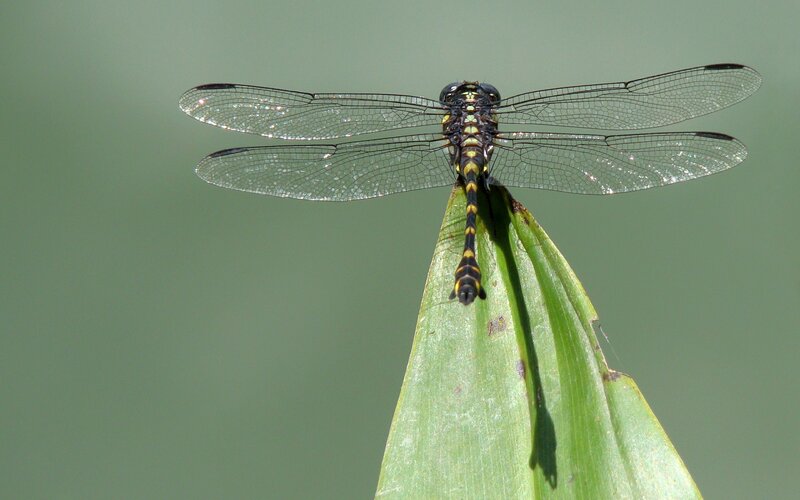 Dragonfly on Green Leaf — Calm