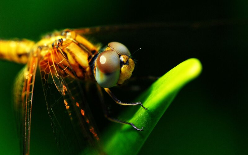 Dragonfly on Green Leaf — Dramatic