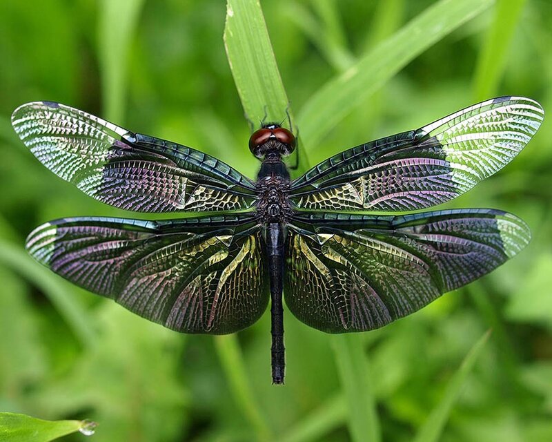 Dragonfly on Green Leaf — Natural, Afternoon, Photograph