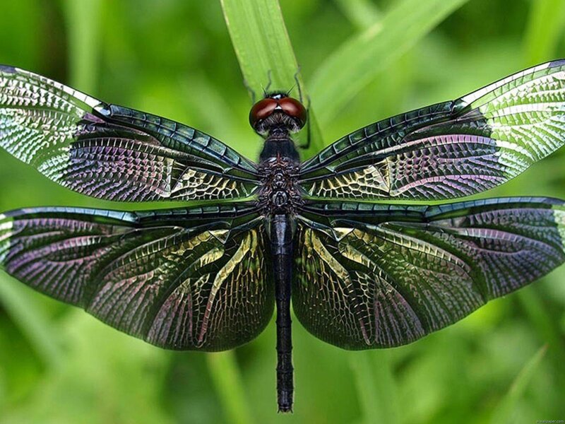 Dragonfly on Green Leaf — Natural