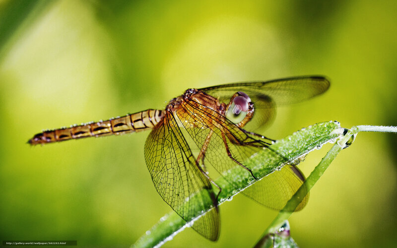 Dragonfly on Green Leaf — Serene, Morning, Photograph