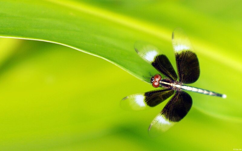 Dragonfly on Green Leaf — Serene