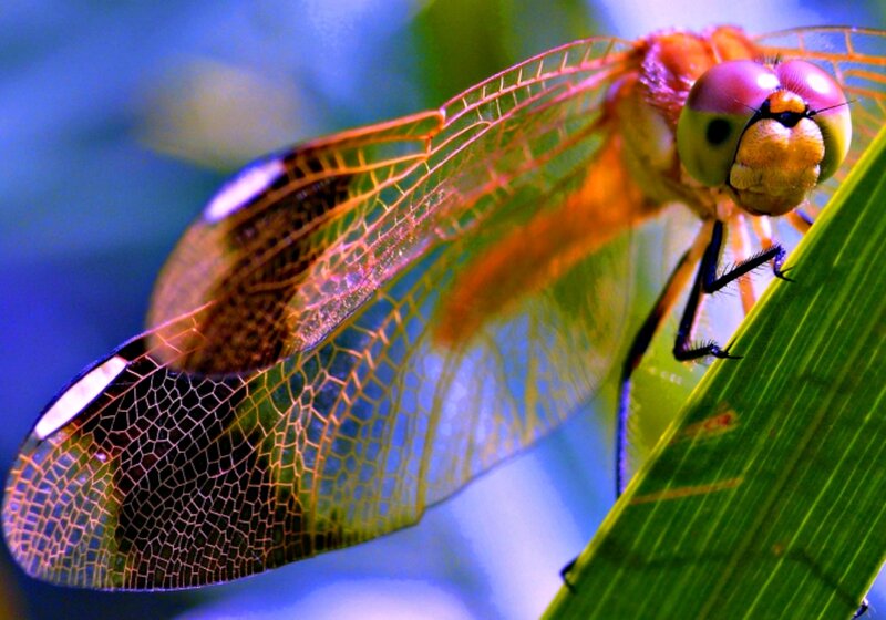 Dragonfly on Green Leaf — Vibrant