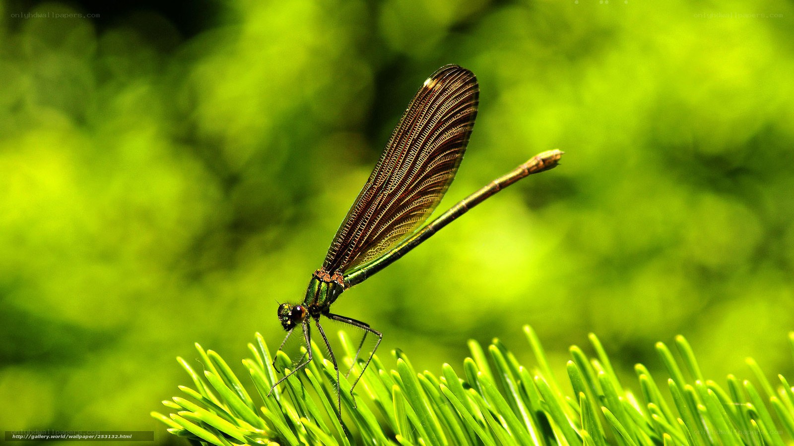 dragonfly on green plant