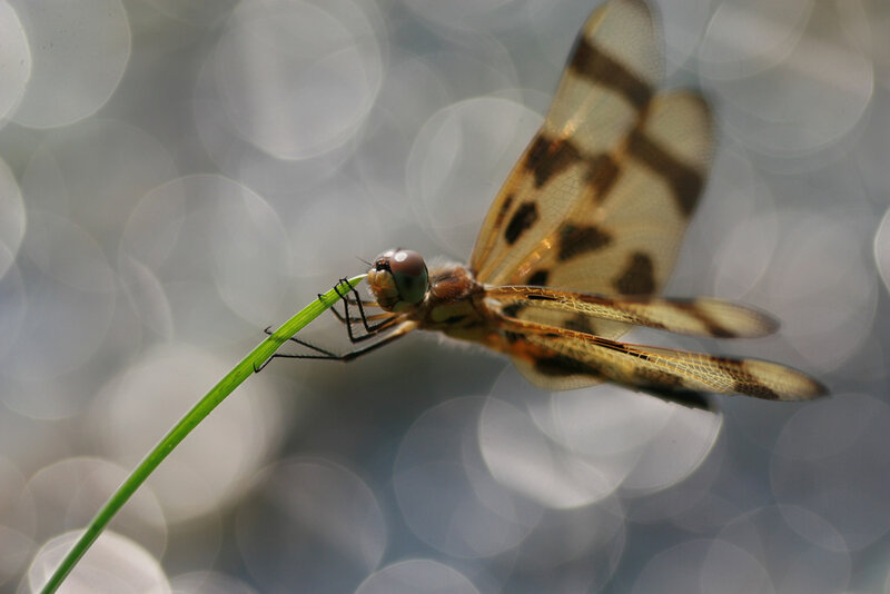 Dragonfly on Green Stem — Calm