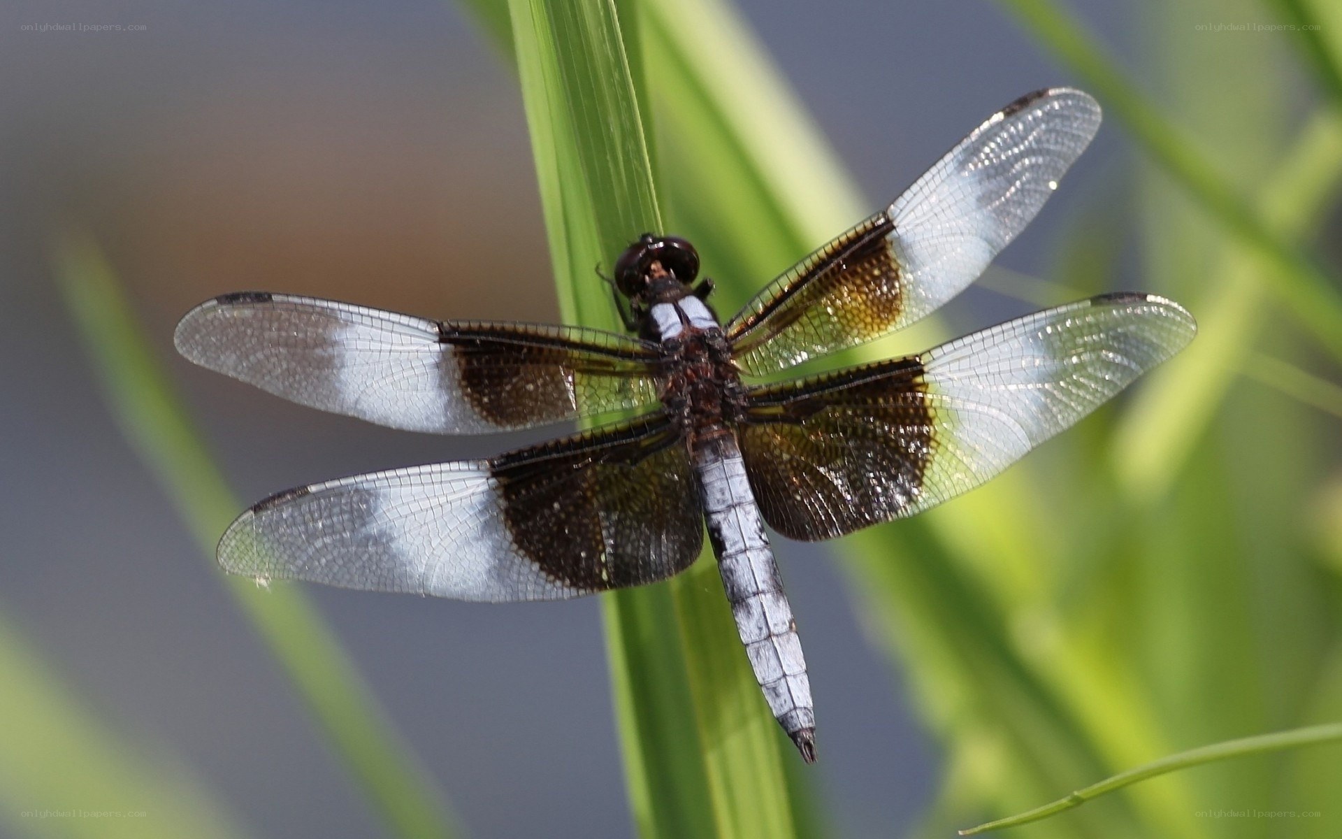 dragonfly on green stem