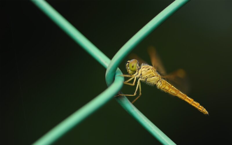 Dragonfly on green wire