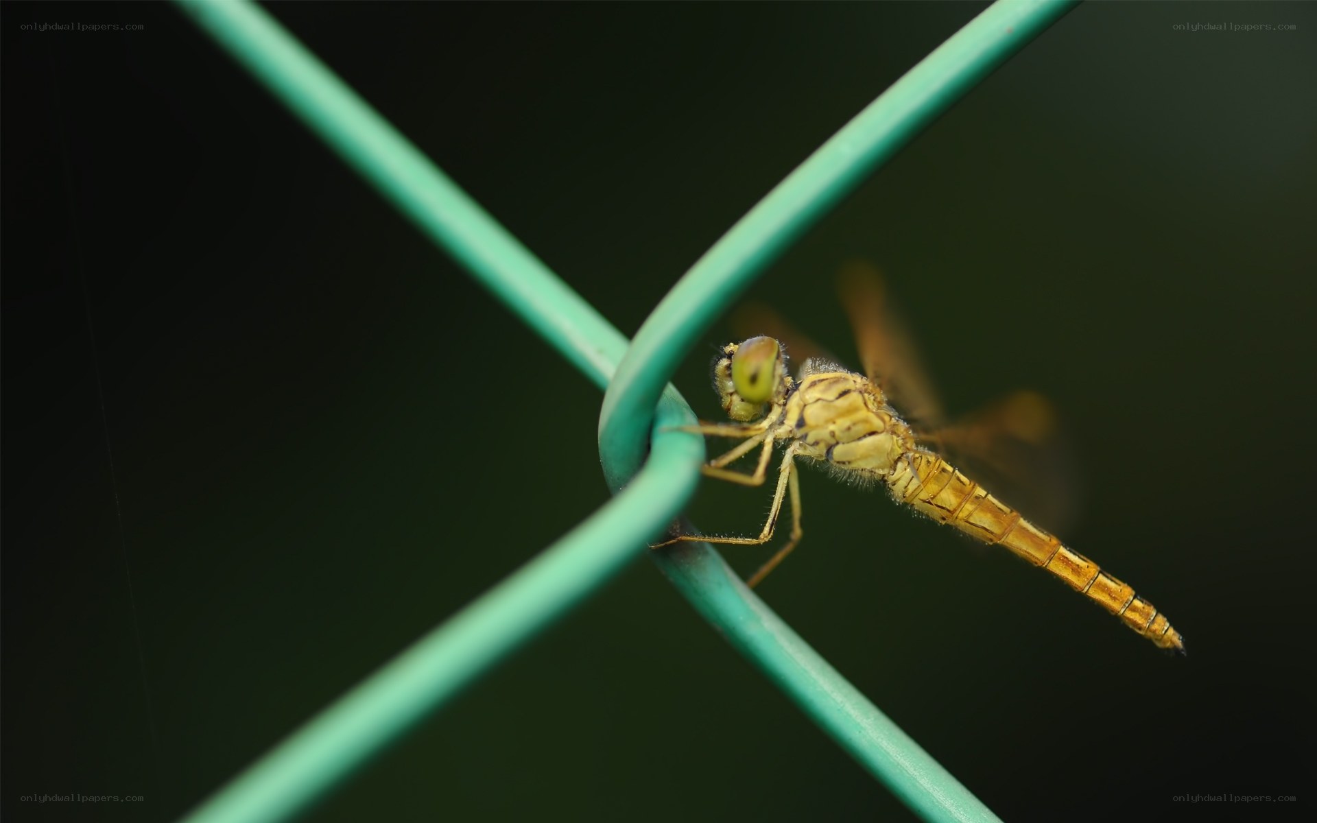 Dragonfly on green wire
