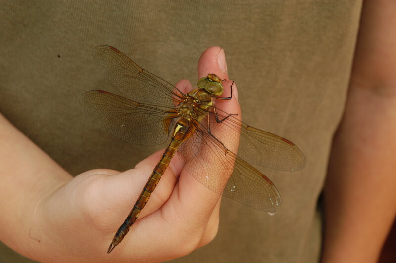 Dragonfly on Hand — Brown