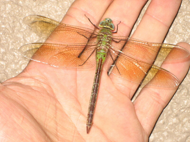 dragonfly on hand