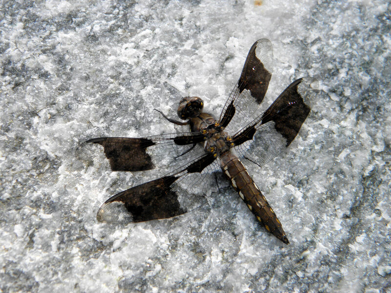 Dragonfly on Ice