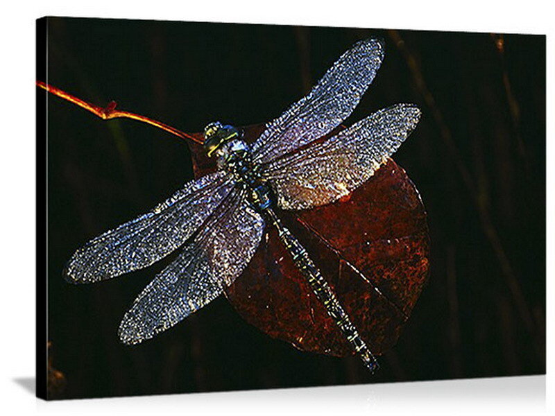 Dragonfly on Leaf — Black