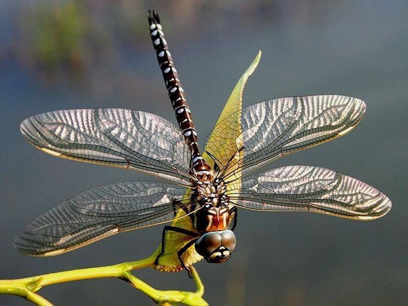Dragonfly on Leaf — Green, Calm, Afternoon, Photograph, Branch