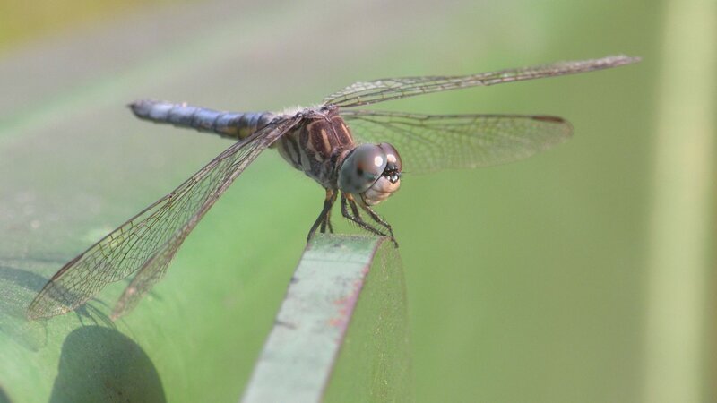 Dragonfly on Leaf — Green, Calm, Afternoon, Photograph, Insect