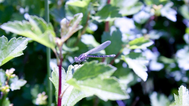Dragonfly on Leaf — Green, Calm, Afternoon, Photograph