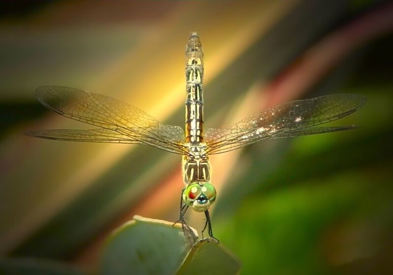 Dragonfly on Leaf — Green, Calm, Afternoon, Photograph, Wings, Eyes