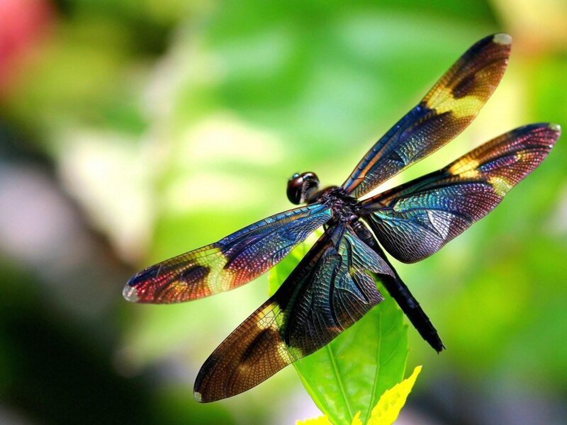 Dragonfly on Leaf — Green, Calm, Afternoon