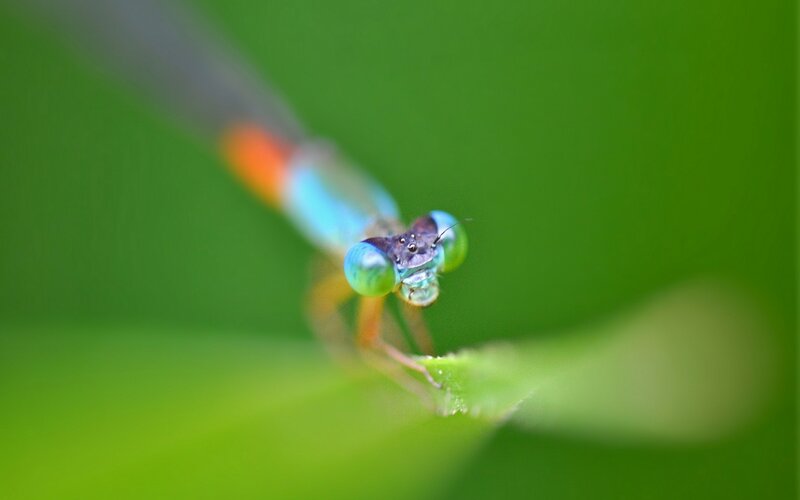 Dragonfly on Leaf — Green, Calm, Photograph