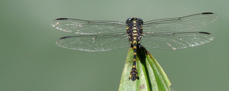 Dragonfly on Leaf — Green, Calm, Photograph, Wings