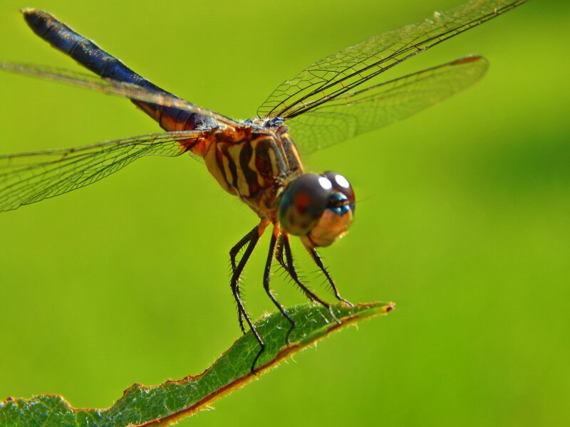 Dragonfly on Leaf — Green, Calm