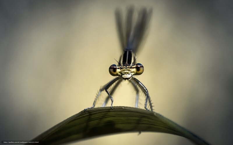 Dragonfly on Leaf — Green, Dramatic
