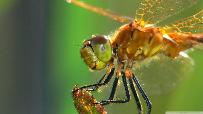 Dragonfly on Leaf — Green, Natural, Afternoon