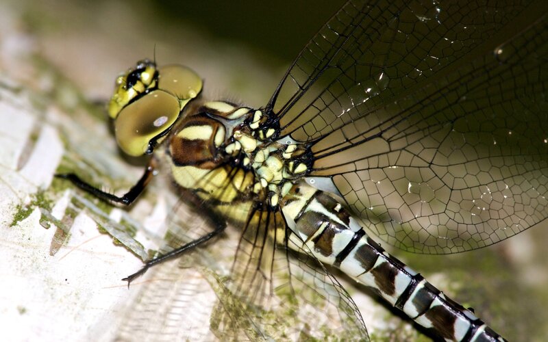 Dragonfly on Leaf — Green, Natural, Photograph