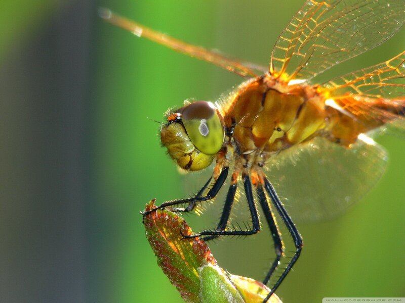 Dragonfly on Leaf — Green, Natural