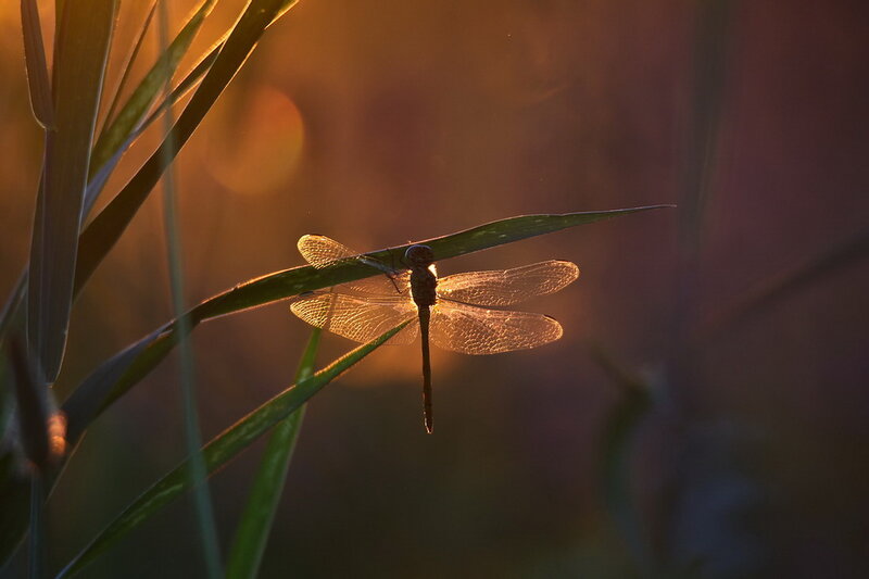 Dragonfly on Leaf — Green, Serene