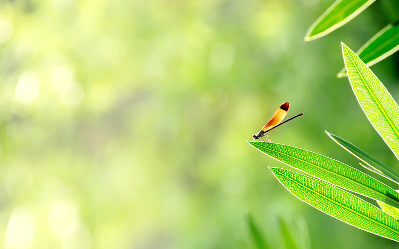 Dragonfly on Leaf — Green