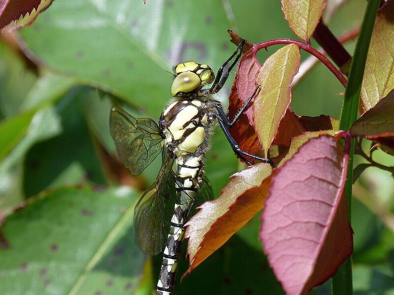 Dragonfly on Leaf