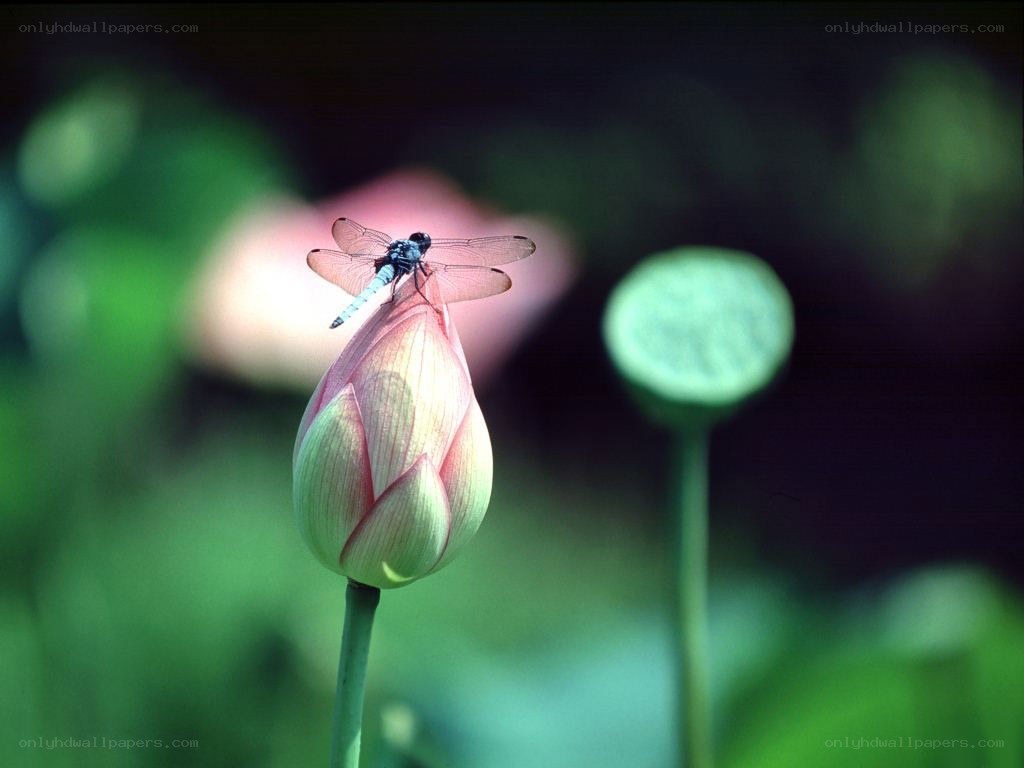 dragonfly on lotus bud