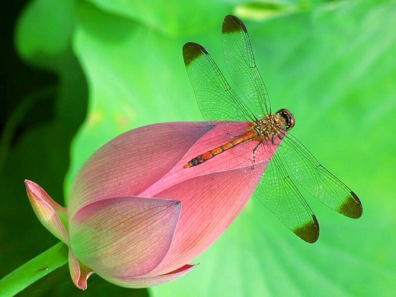 dragonfly on lotus bud