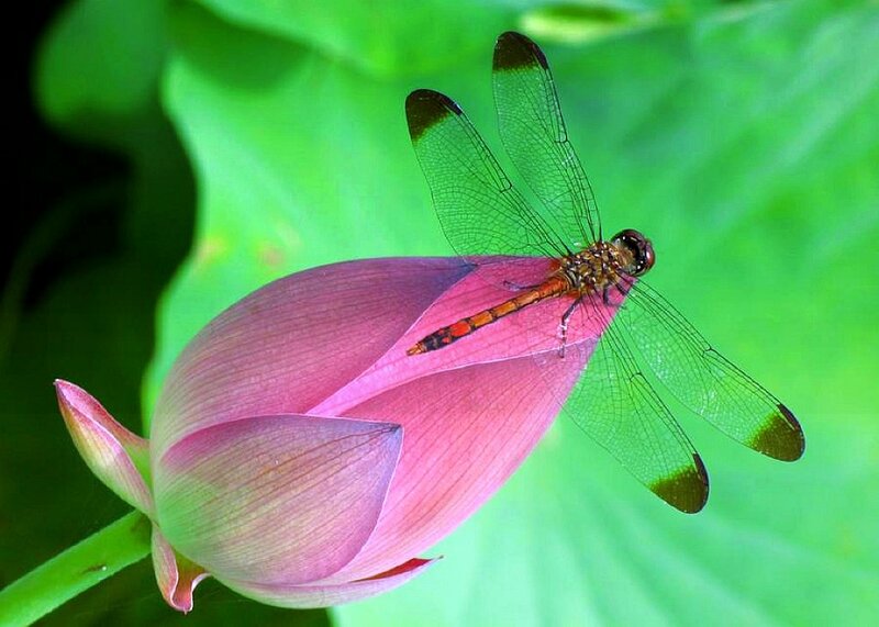 Dragonfly on Lotus Bud — Pink