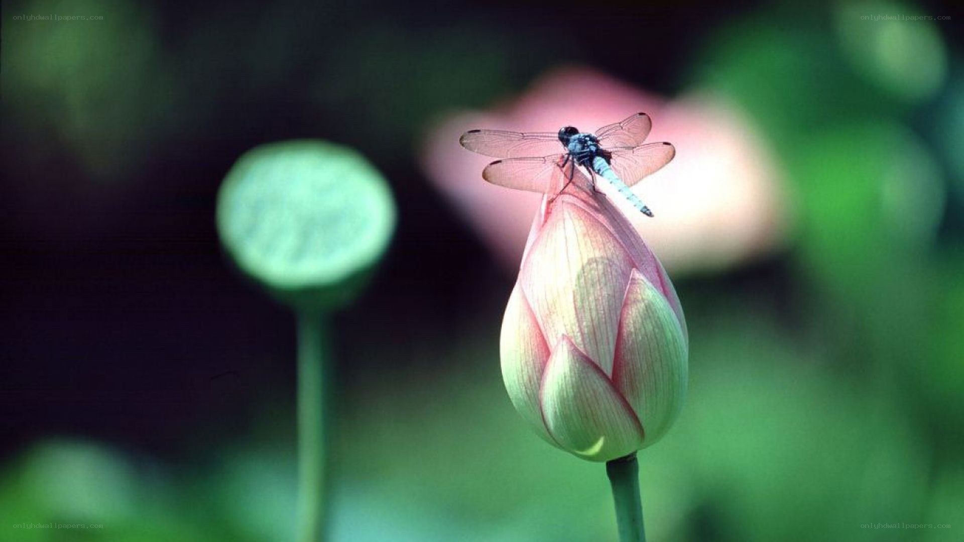 dragonfly on lotus bud