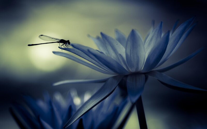 Dragonfly on Lotus Flower