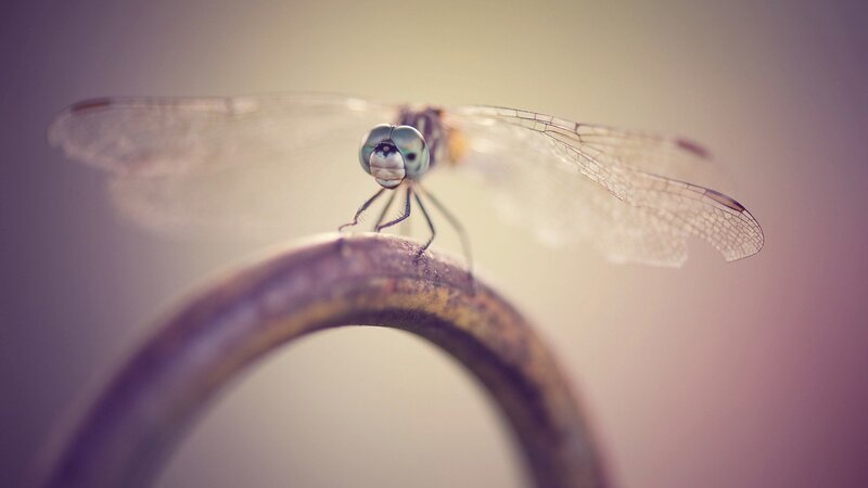 Dragonfly on Metal Rod — Purple