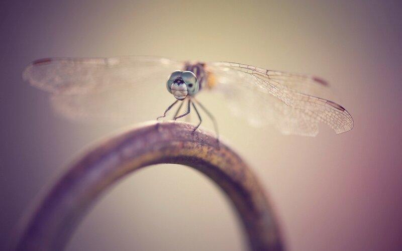 Dragonfly on Metal Rod