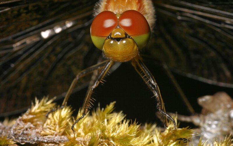 Dragonfly on Moss