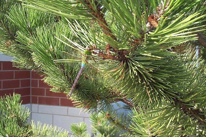 Dragonfly on pine branch
