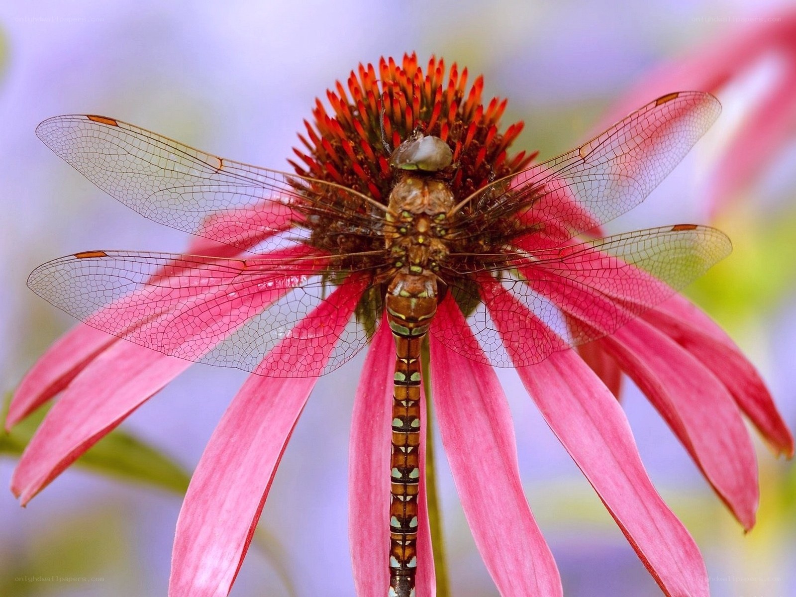 dragonfly on pink coneflower