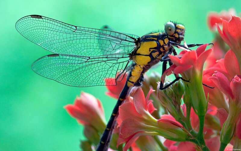 Dragonfly on Pink Flower — Green, Calm
