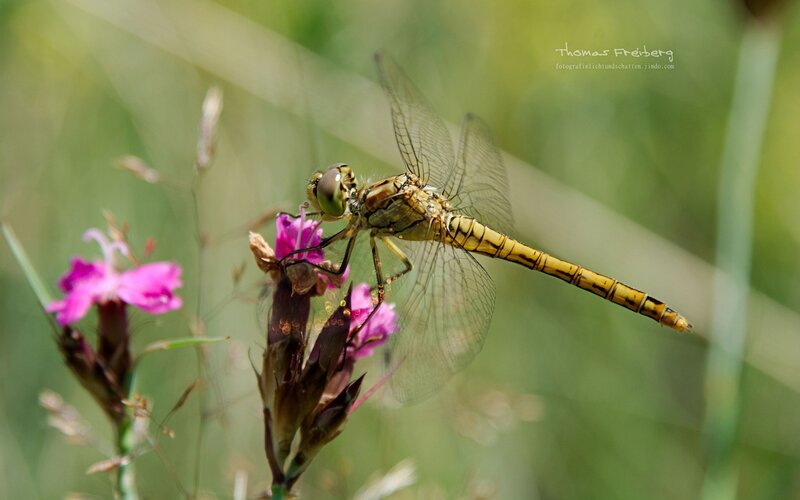 Dragonfly on Pink Flower — Green, Serene