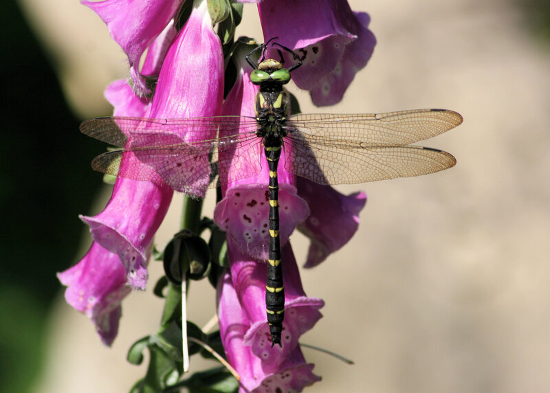 dragonfly on pink flower