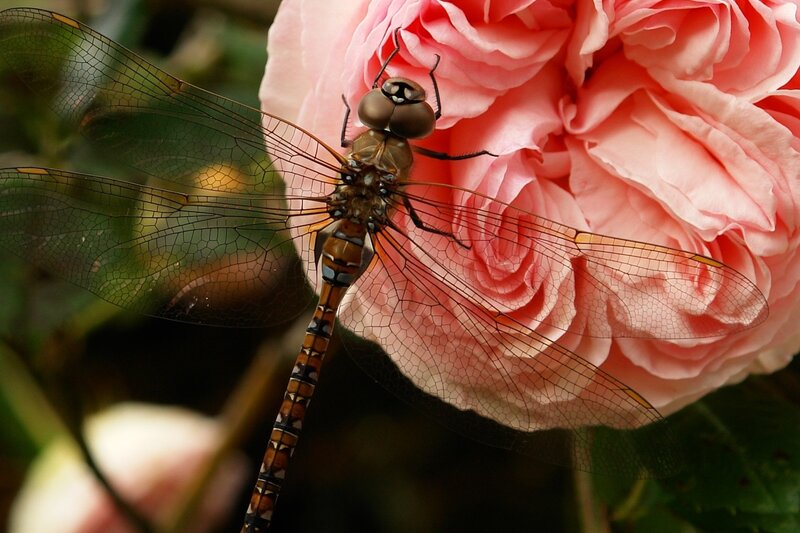 Dragonfly on Pink Rose