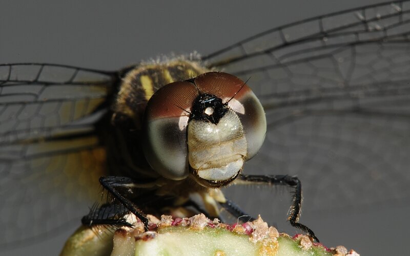 Dragonfly on Plant — Brown, Neutral