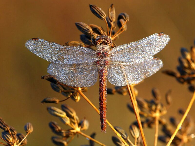 Dragonfly on Plant — Brown