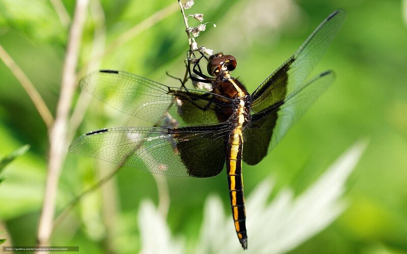Dragonfly on Plant — Green, Natural, Afternoon